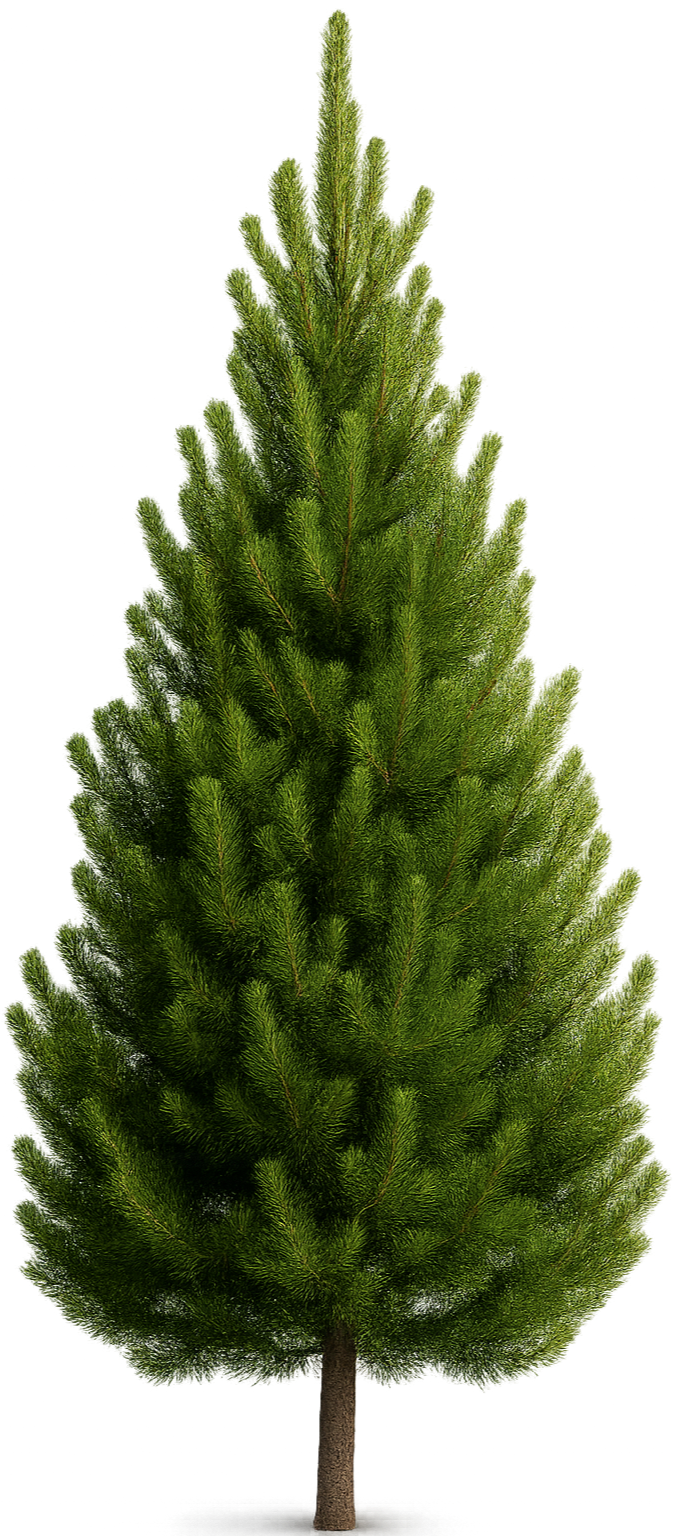 A tall, lush green Christmas pine tree isolated on a white background.