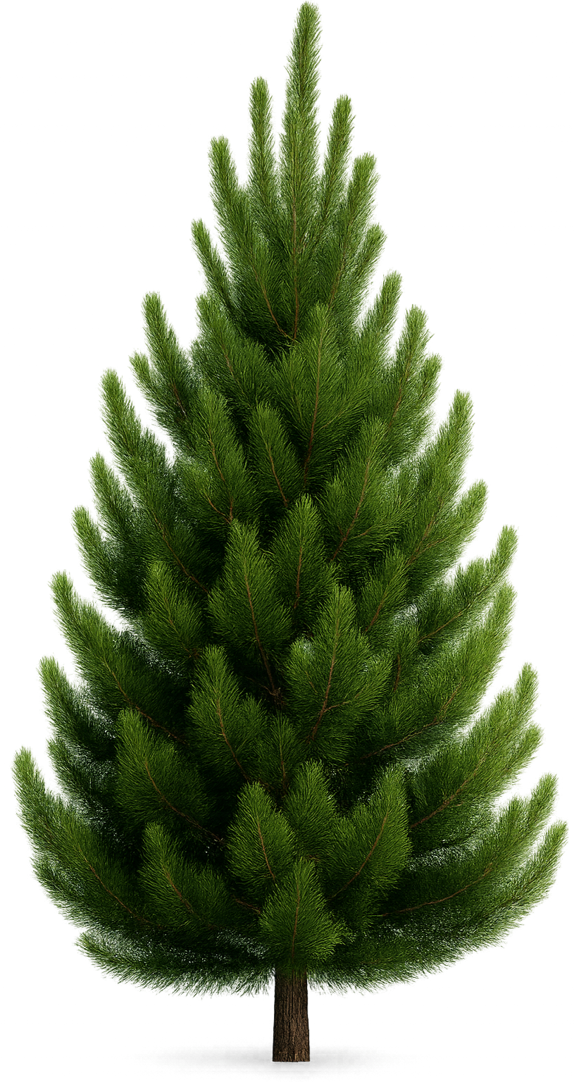 A tall green Christmas pine tree with dense needles on a plain background.